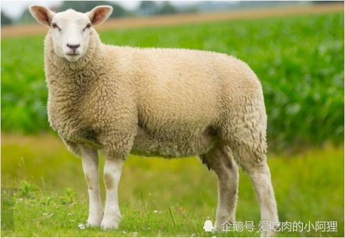 属羊人出生日月时辰命运属鼠，哪个时辰出生的人命运最为吉祥？