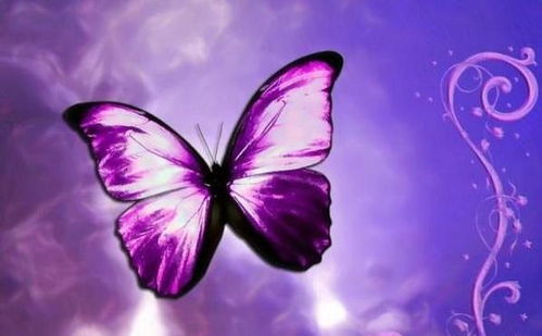 梦见紫色是什么心理暗示？