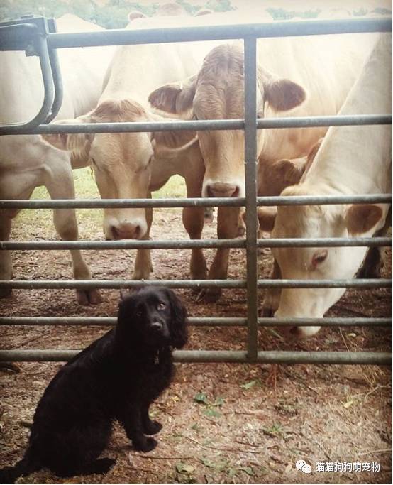 牛和狗的八字合不合，他们的婚姻会幸福吗？