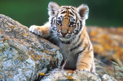 2026年属虎的人10月份运势具体如何？