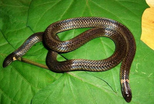 2026年蛇年出生和龙年出生哪个更好？2025年属蛇与龙的人有何特殊含义？