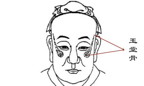 1．鼻部特征——财库与配偶运势之象征