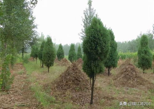 ：坟地柏树种植的文化意蕴与生态学意义