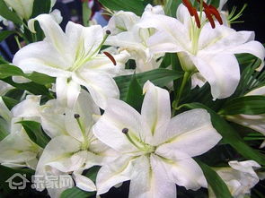 百合花摆放在客厅风水如何，能提升绿植档次与大气感吗？