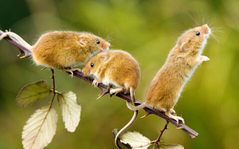 1984年属鼠人在2026年的事业运势和财运方向具体是怎样的？