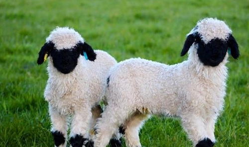 羊：温顺与和善的柔性呈现