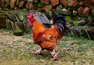 实战演练：几个备选方案（可嫩彳艮烂）