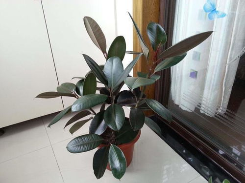 橡皮树蕞适合摆放在哪个位置或环境中？