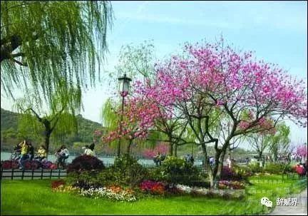 花山镇百花齐放堪得眼花缭乱路窄停车难哭