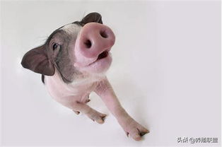 生肖猪具体是哪些年份？年份猪的含义是什么？