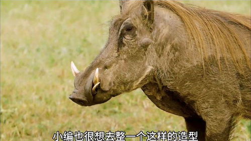 四、 国内外一部分廉价宠物猪品种概述