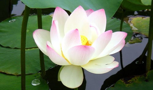 哪个生肖最容易一见钟情，一见钟情最匹配的生肖是哪个？