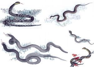 1965年属蛇金牛座2026年运势，事业运势详解具体是怎样的？