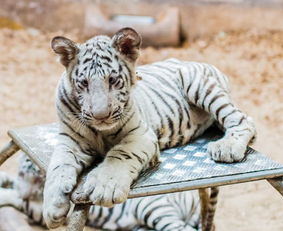 属虎的人购买住宅时，选择哪一栋楼楼层最吉利？