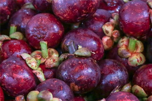 现在适合种植山竹吗？这个地点的风水适合栽种山竹吗？