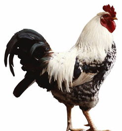 2026年属猴和鸡的结婚吉日是哪一天？