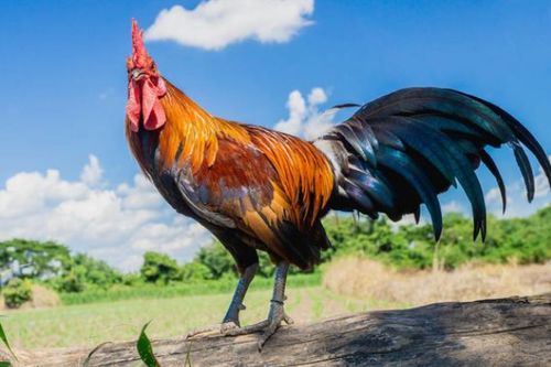 81年属鸡2026年佩戴什么吉祥物，2026年最旺颜色代表什么含义？