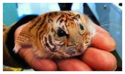 卧室养鸭子吉凶？属虎的人适合养鸭子吗？