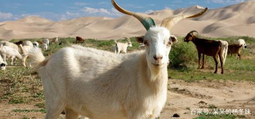 1979年1月出生属羊的人，四月出生命运如何？79年一月的羊四月是否适合投资？