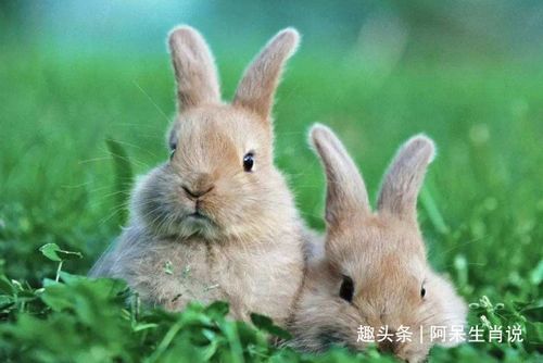 属兔与属猴婚姻合适吗？父亲属猴儿子属兔，这对组合是否相宜？