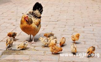 梦见鸡蛋破裂孵化出小鸡，这究竟预示着什么吉祥的征兆呢？