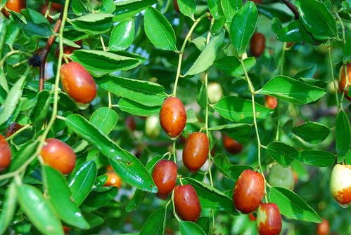 2. 枣树：早生贵子与先声夺人的时空隐喻