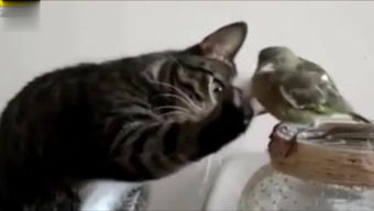 ：猫咪名字背后的文化底蕴与社会周边环境心理状态实际价值