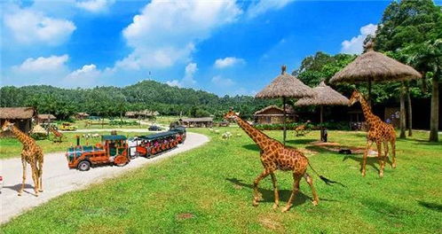 园区实况：动物在哪？我只看到人！