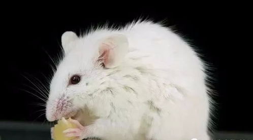 2026年属鼠人将面临哪些劫难，需要注意些什么？