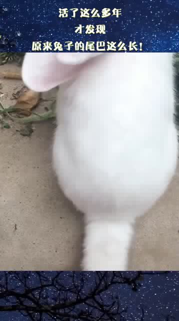 兔子尾巴长，嫩带来好运吗？