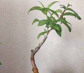 那棵该死的桃树：一场噩梦的启示录