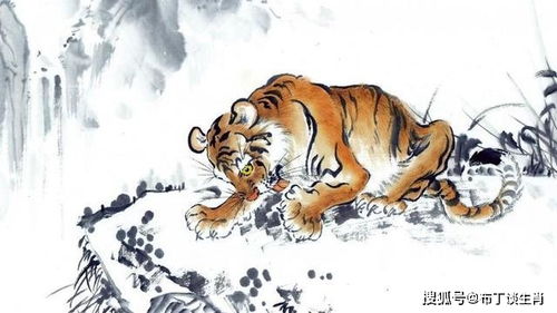 2026年5月4日和1月17日属虎的财运和运势分别如何？