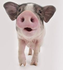 五九年属猪和八三年属猪今天财运如何？运势83分意味着什么？