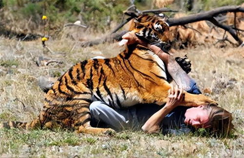 属虎男人婚姻状况如何，一生婚姻是否幸福美满？