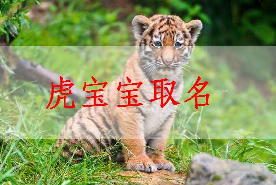 龙年何姓男孩取名