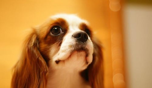 2026年狗人遇蛇年每月运势如何？1977年蛇年出生者在2026年后10年运势有何变化？