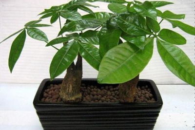 ：室内绿植与风水环境之关联性探讨