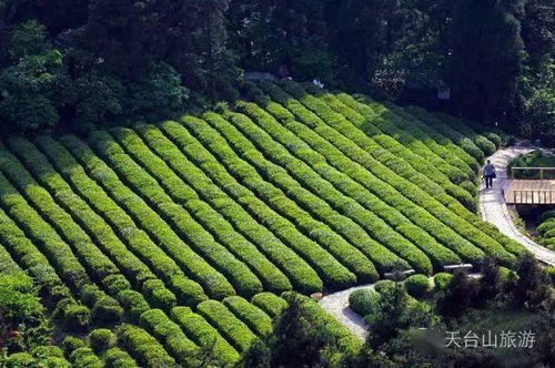 交通：怎么去？飞过去吗？