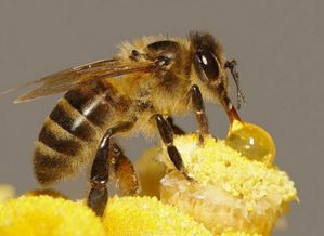 2026年四月收蜂吉日和2025年蜂王煞分别是哪几天？