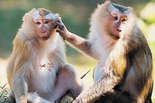 属猴的猴六贵人具体指什么？