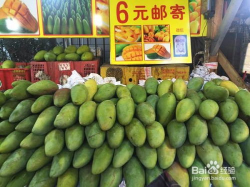 厦门大青芒产地游， 体验地道芒果风情