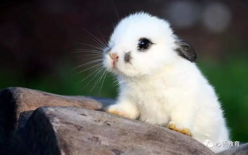 1999年属兔的人，男女婚配最佳对象分别是鸡男兔女和羊男兔女，这背后的原因是什么？