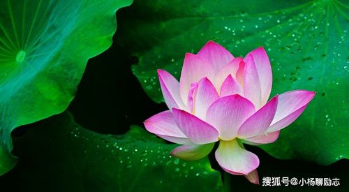 一、 农历三月（清明前后）诞生之属蛇人