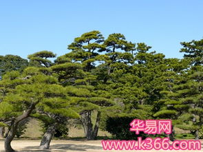 松树梦的惊天秘密