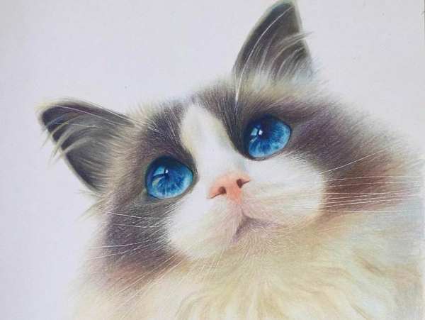 家里养四只猫，这样的风水布局真的好吗？