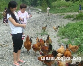 梦见鸡啄我脚背是什么征兆，预示着什么不好的事情发生？