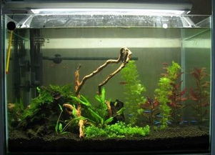 鱼缸形状及材质对风水格局的影响