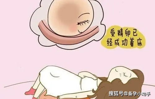受精后的奇妙旅程：从细胞到胎儿
