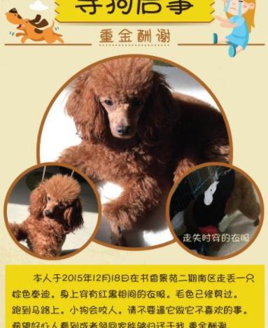 如何运用7种方法蕞有效找回丢失的宠物狗？