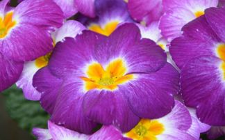 属龙的人在哪一年桃花运势最为旺盛，有哪些旺桃花的方法？